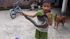 Fearless boy catches 2-metre-long snake only with his BARE hands