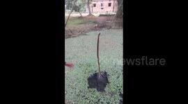 Snake caught with fish hook in mouth is saved by doting rescuers
