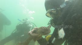 Tiny Leopard Shark Loves Playing With Divers!