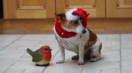 Mutely the jack russell terrier is not excited about Christmas, he actually looks quite sad in his outfit.