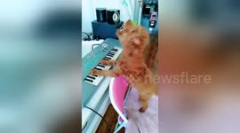 Smart poodle shows off piano and singing skills on command