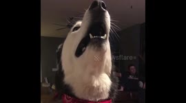 Husky Family Sing Off!
