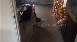 Dog Vs Cat dog doesn't know when to quit