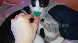 Cute Kitten Protects His New Toy