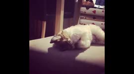 Cute puppy Wilson