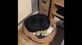 Puppy hiding