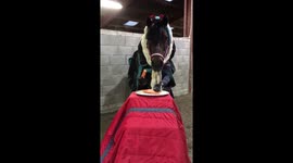 Horse with hands enjoys his Christmas Dinner