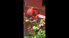 Mating turtles