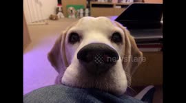 Beagle flares nostrils