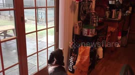 Happy Holidays from my singing Springer Spaniel