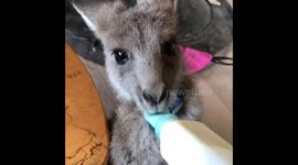 Feeding to baby poor kangaroo