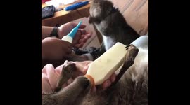 Holding and feeding poor baby kangaroo
