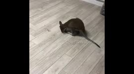 Baby wallaby playing with insect