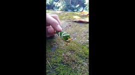 An insect Antenna reacts to a human touch.