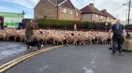 Road block! Flock of hundreds of sheep driven through Yorkshire village
