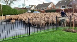 Sheep herded through front gardens
