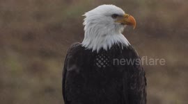 Bald eagle in the rain