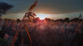REEDS SWAYING AT SUNSET