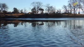 Melting Pond Ice With Ducks And Seagulls
