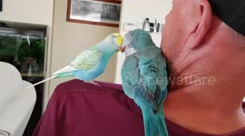 Budgie grooms big brother Quaker Parrot