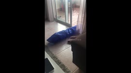 Rabbit Fail