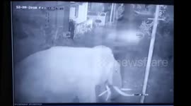 Security, we have a big problem! Herd of seven elephants enters residential compound