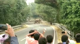 Heards of elephant crossing road & creating choas in southern India
