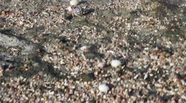 Hermit crab Invasion Migration