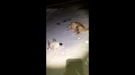 Fun in the snow