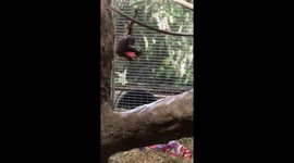 Orangutan Redd, a 2-year old shows just how much fun you can have with a ball and a dive into the hay.