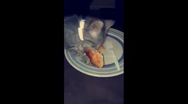 pizza eating kitty