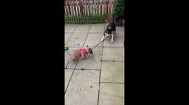Frenchie Vs English Bull Terrier Tug of war
