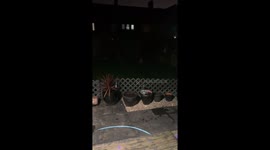 French Bulldog Loves the Firewoorks