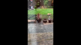 French Bulldog Deer Jump