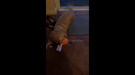 Animal antics cute dog T Muggins loves Kevin the carrot teddy