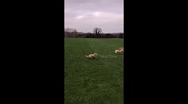 Animal antics cute dog T Muggins running around park playing with other dogs