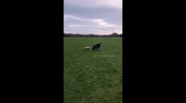 Animal antics cute dog T Muggins and Bernese mountain dog in park