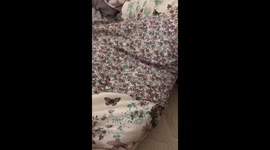 Animal antics cute dog T Muggins sleeping in bed and not getting up
