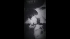 Animal antics funny black and white cat mini ad