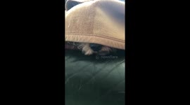 Animal antics cute dog T Muggins slow motion licking nose under blanket