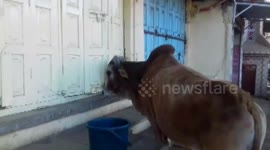Friendly bull politely knocks store’s front door for food