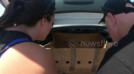 Adorable Baby Seal Getting Ready For Release!
