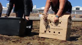 Heartwarming moment rescued baby penguins waddle their way to freedom