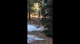 bambi at ymca estes colorado