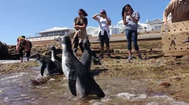 Heartwarming moment rescued baby penguins waddle their way to freedom