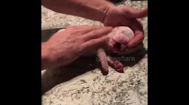 It's a Christmas miracle! Texas man revives tiny puppy by performing CPR