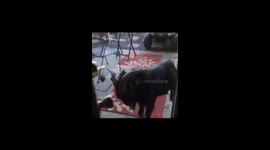 Bully Billygoat