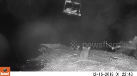 Wood Mouse Persistence pays off!