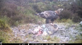 Golden Eagle eating deer carcass