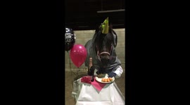 Horse with hands enjoying New Year’s Eve celebrations